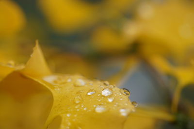 Close-up of raindrops on yellow flower