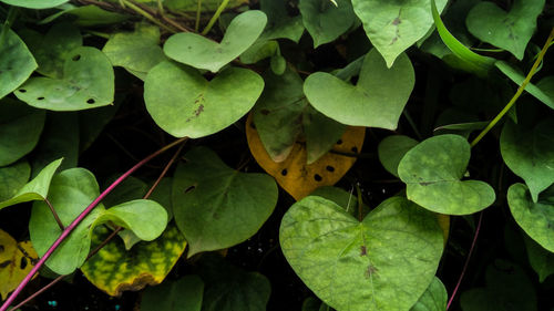 High angle view of leaves on water