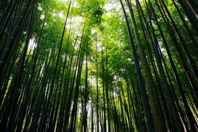 Low angle view of trees