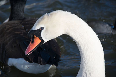 Close-up of swan in water