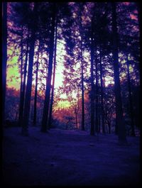 Trees in forest during sunset