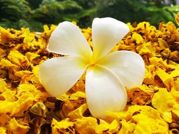 Close-up of white flowers blooming outdoors