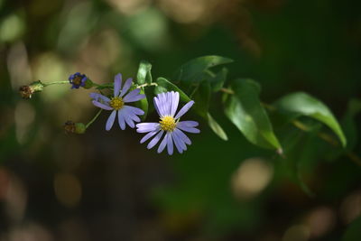 Close-up of purple flowering plant