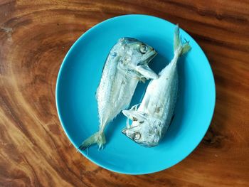 High angle view of fish on table