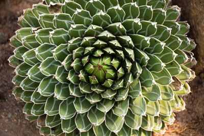 Close-up of prickly pear cactus