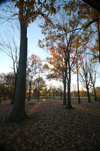 Trees in autumn