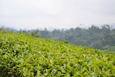 Plants growing on field