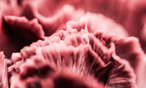 Close-up of pink rose flower