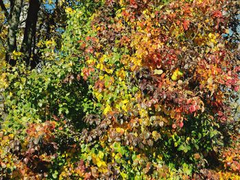 High angle view of flowering plants and trees during autumn