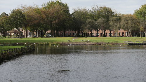 View of a lake with trees in the background