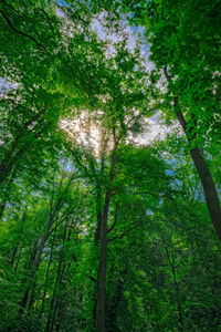 Low angle view of trees in forest