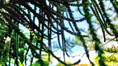 Close-up of plant against blurred background