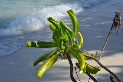 Close-up of plant against water