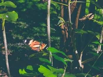 Close-up of butterfly pollinating on flower