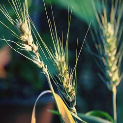 Close-up of wheat growing on field