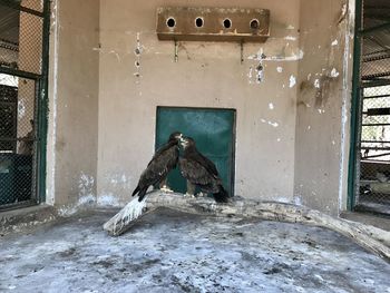 Bird perching on a building