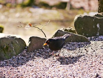 Close-up of bird perching on leaf