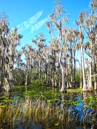 Scenic view of lake in forest against sky