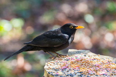 Close-up of a blackbird perching