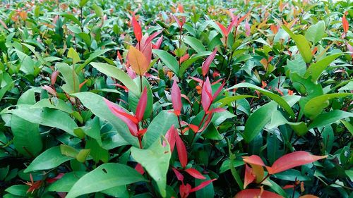 Close-up of red flowers growing in garden