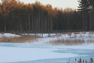 Reflection of trees in water