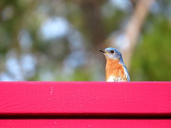 Close-up of bird perching on branch