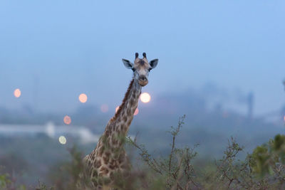 View of giraffe on field against sky