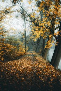 Sunlight falling on autumn leaves on footpath