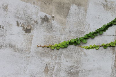 Close-up of ivy on wall