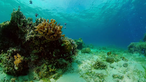 Diving near a coral reef. beautiful colorful tropical fish on the lively coral reefs underwater. 