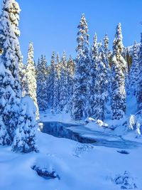 Snow covered trees on field against blue sky