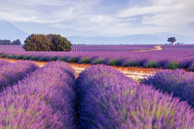 Provence, valensole plateau. lavender fields in full bloom and landscape. high quality photo