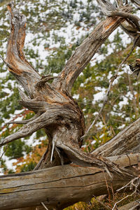 Close-up of lizard on tree trunk