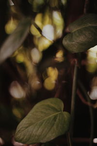 Close-up of fresh green plant