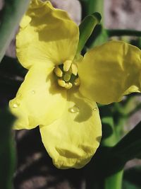 Close-up of wet yellow flower