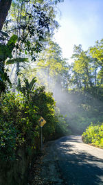 Footpath amidst trees in forest against sky