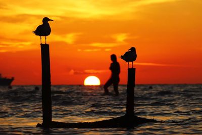 Silhouette bird perching on wooden post in sea during sunset