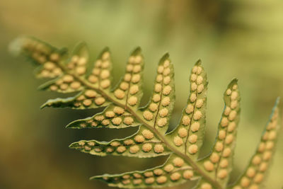 Close-up of plant