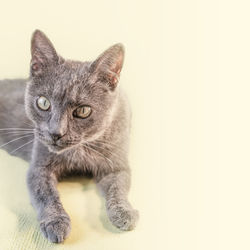 Portrait of cat against white background