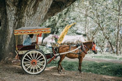 Man sitting in horse cart