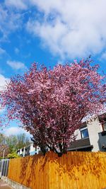 Flower tree against sky