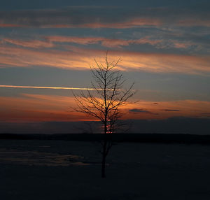 Silhouette of trees at sunset