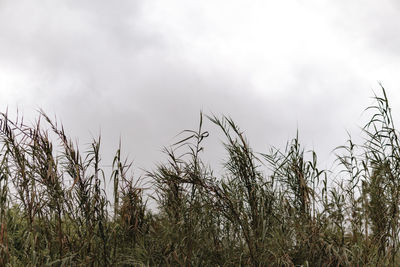 Low angle view of tall grass on field against sky