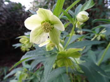 Close-up of white flowering plant