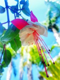 Close-up of pink flowers