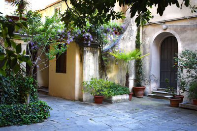 Italian courtyard with wisteria in siena italy