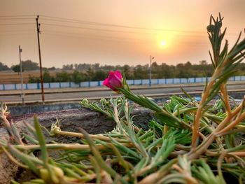 Close-up of crocus blooming at sunset