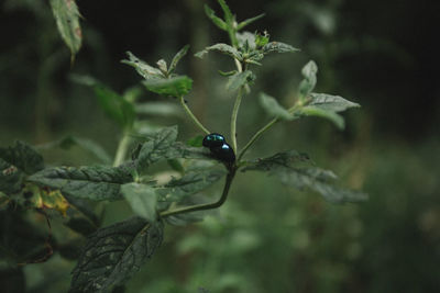 Close-up of insect on plant