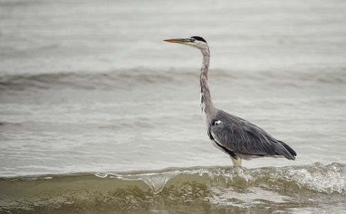 View of bird perching on beach