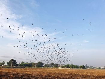 Flock of birds flying over land